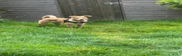 Mixed Breed dogs for sale: Bodhi -mongrel 18months old in Rugby - Advert 9
