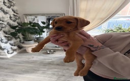 Labrador Retriever dogs for sale: fox red Labrador - Image 2