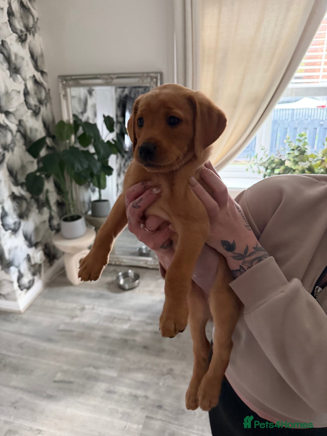 Labrador Retriever dogs for sale: fox red Labrador - Image 2