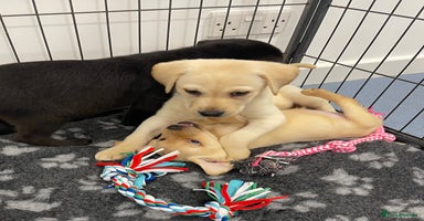 Labrador Retriever dogs - Advert 6