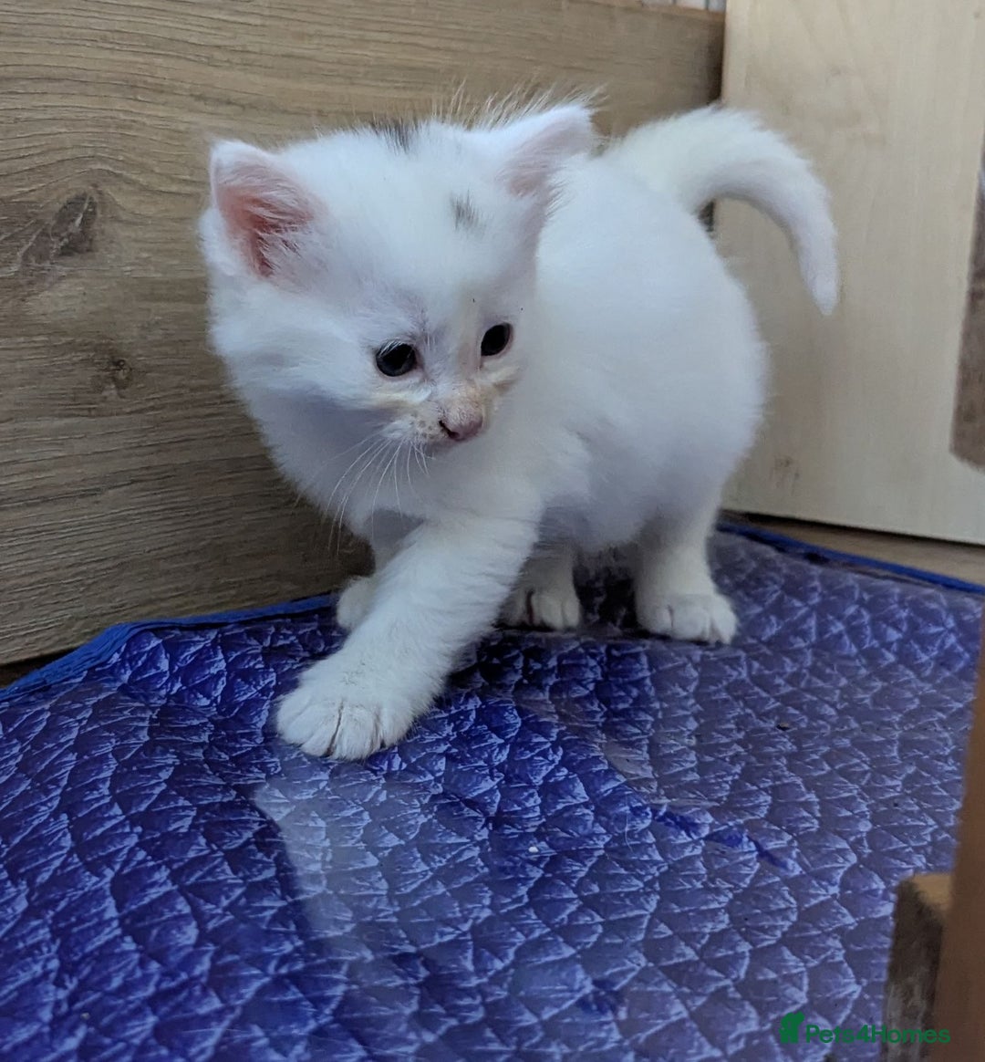 Mixed Breed cats for sale: Premium kittens for sale - Image 17