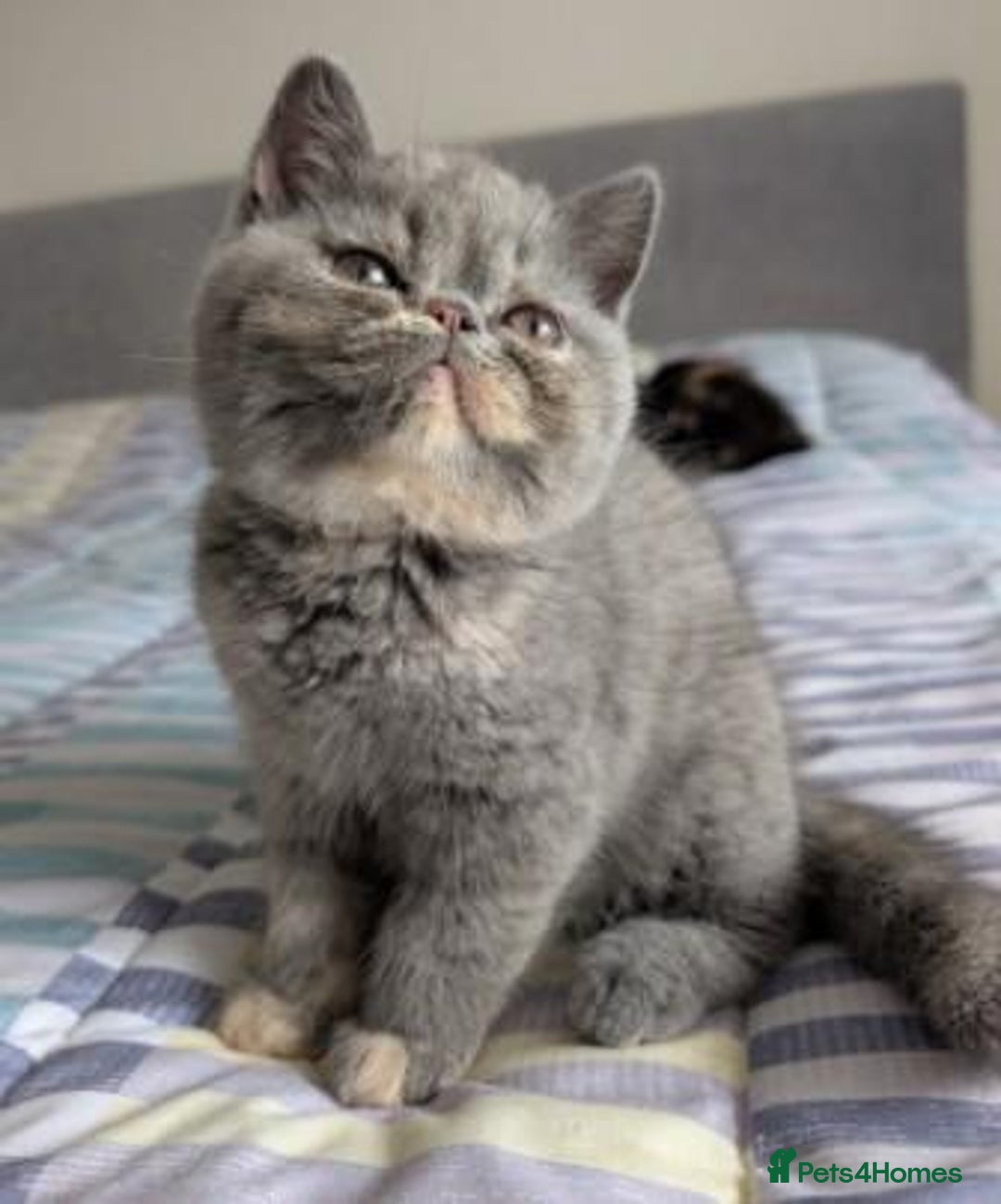 Exotic cats for sale: Exotic female kittens - Image 1