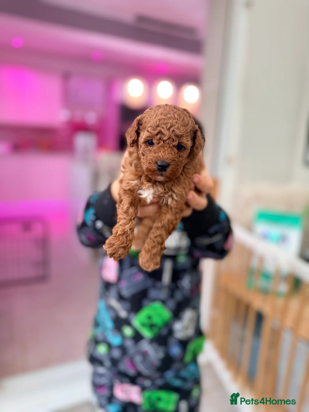 Cavapoo dogs for sale: Premium TOY F1BB TEDDY cavapoo - Advert 2
