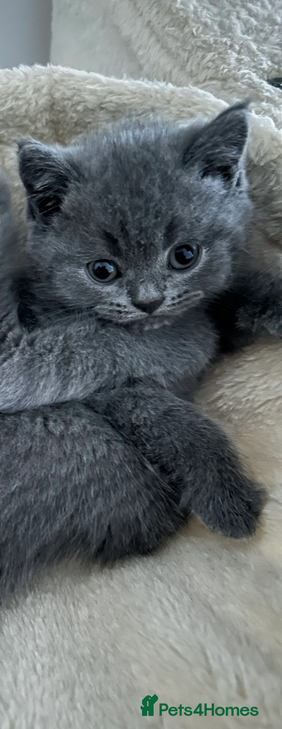British Shorthair cats for sale: Beautiful British shorthair kittens - Advert 15