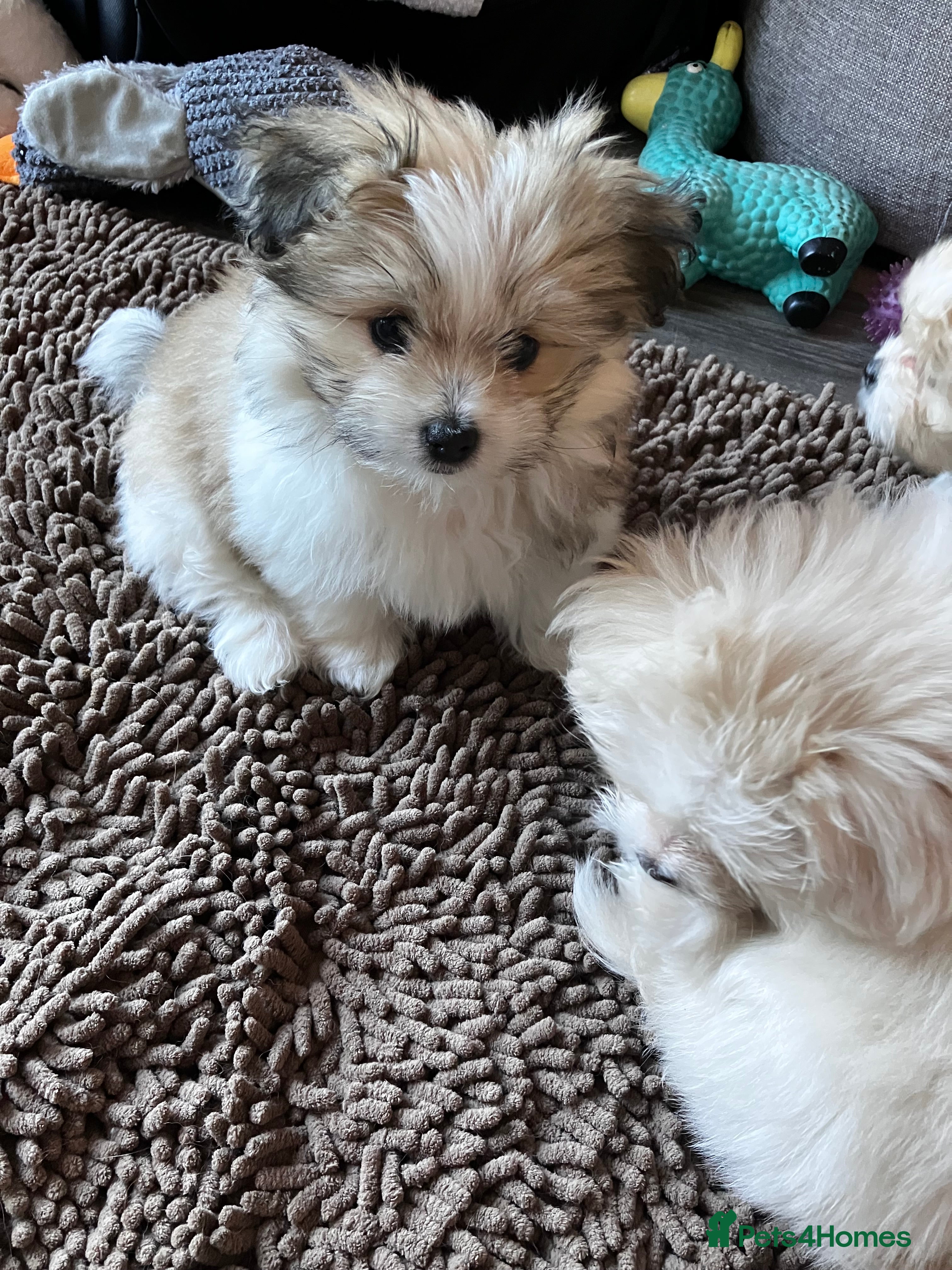 Mixed Breed dogs Malti-Pom Puppies - £1200 - Advert 2