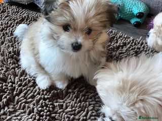 Mixed Breed dogs Malti-Pom Puppies - £1200 - Advert 14