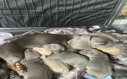 Miniature Dachshund dogs for sale: Miniature Dachshunds - Image 6