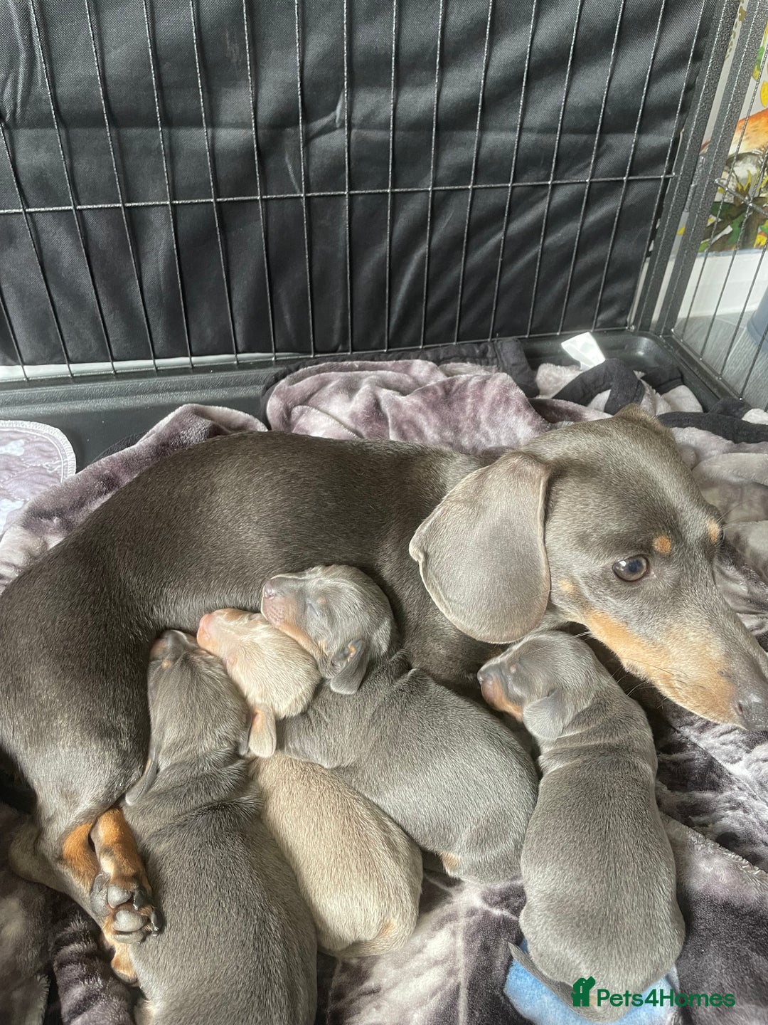 Miniature Dachshund dogs for sale: Miniature Dachshunds - Image 6