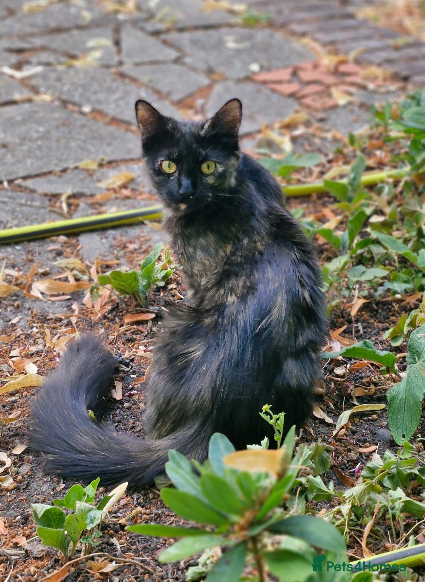 Mixed Breed cats Dutchess - Advert 1