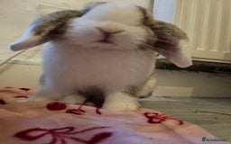 Chinchilla rabbits for sale: Moonie the bunny - Image 3