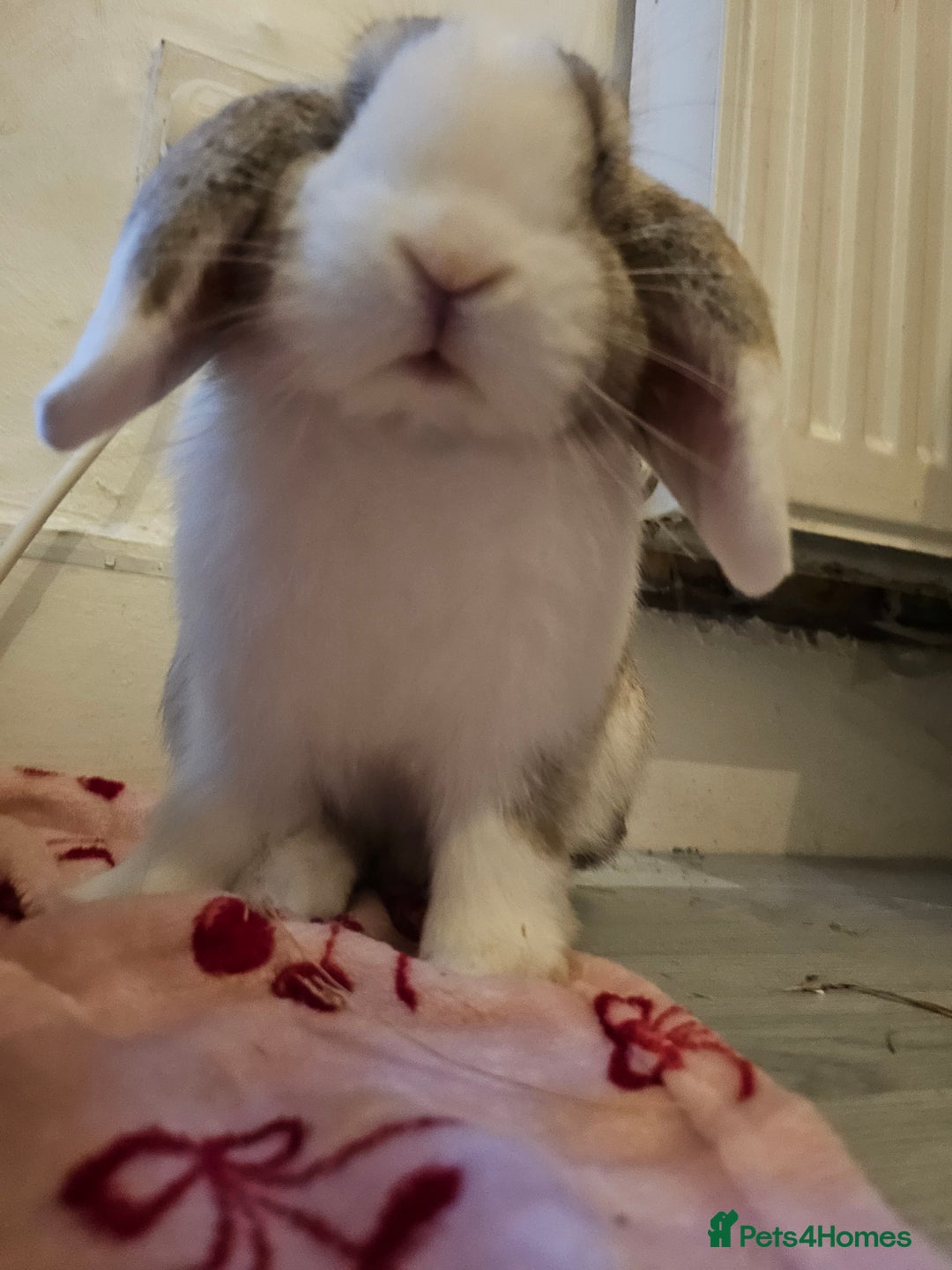Chinchilla rabbits for sale: Moonie the bunny - Image 3