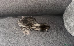 Manx cats for sale: Beautiful Banx Kittens  - Image 19