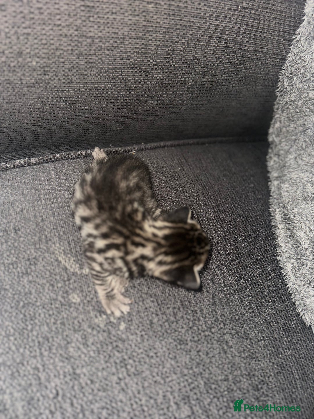 Manx cats for sale: Beautiful Banx Kittens  - Image 19