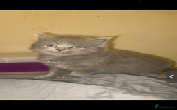 British Shorthair cats for sale: Beautiful British shorthair kittens - Image 7