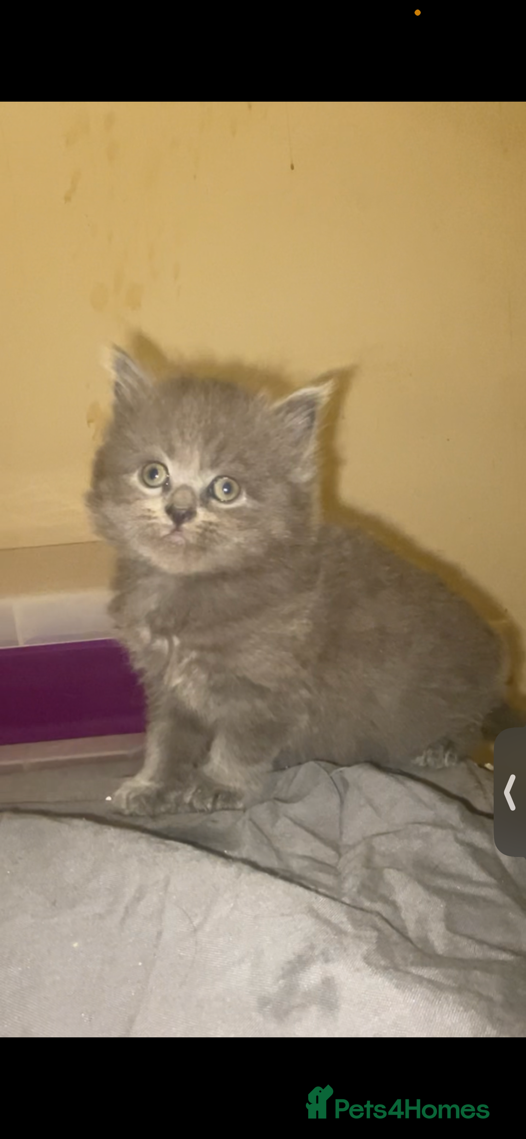 British Shorthair cats for sale: Beautiful British shorthair kittens - Image 7