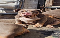 English Bulldog dogs for sale: Final Female English Bulldog available - Image 7
