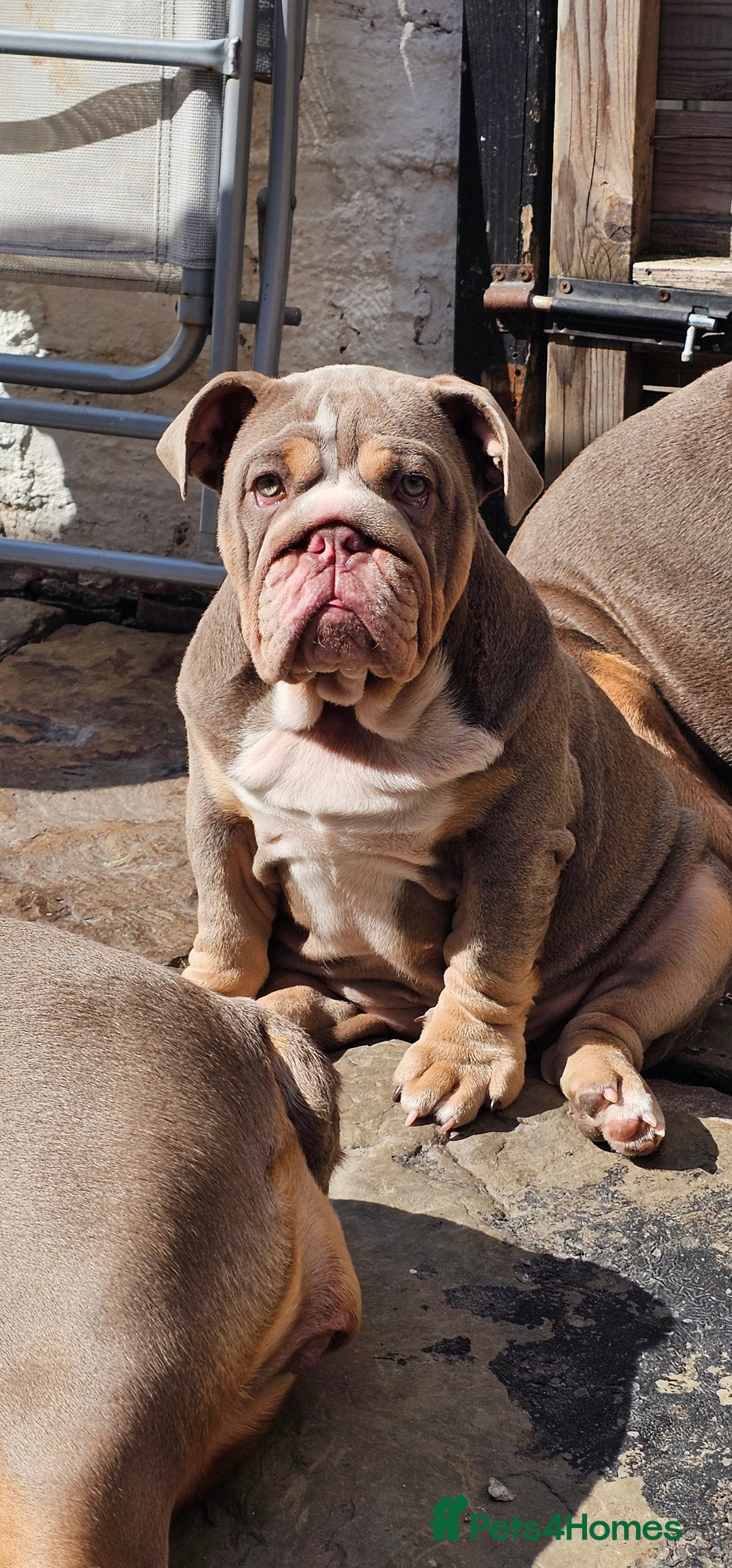 English Bulldog dogs for sale: Final Female English Bulldog available - Image 7