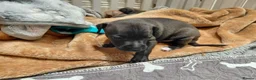 Italian Greyhound dogs for sale: 🐾 Italian Greyhound Puppies for Sale 🐾 - Advert 18