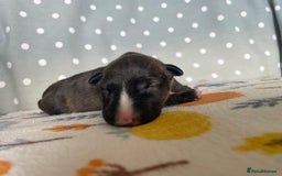 English Bull Terrier dogs for sale: Stunning Champion sired Bull Terriers pups (MALE)  - Image 8