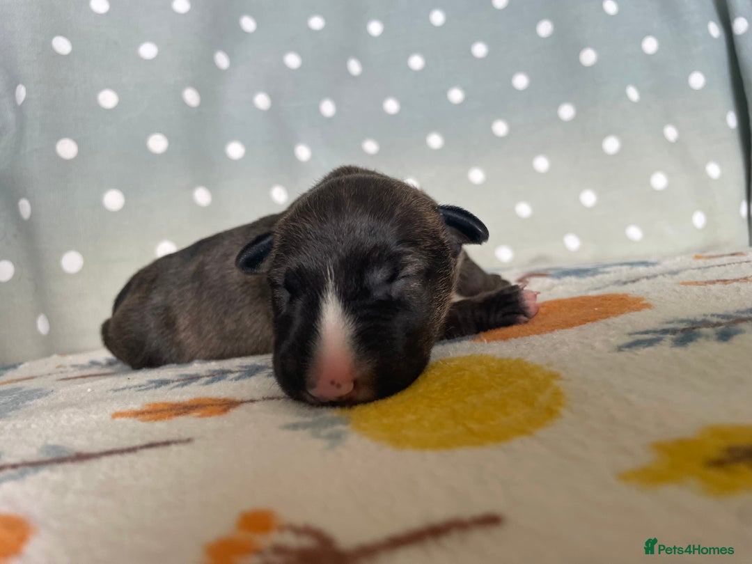English Bull Terrier dogs for sale: Stunning Champion sired Bull Terriers pups (MALE)  - Image 8