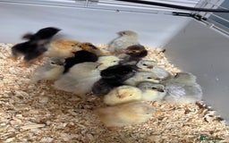 Chickens poultry for sale: Mixed unsexed Pekin chick day olds  - Image 3