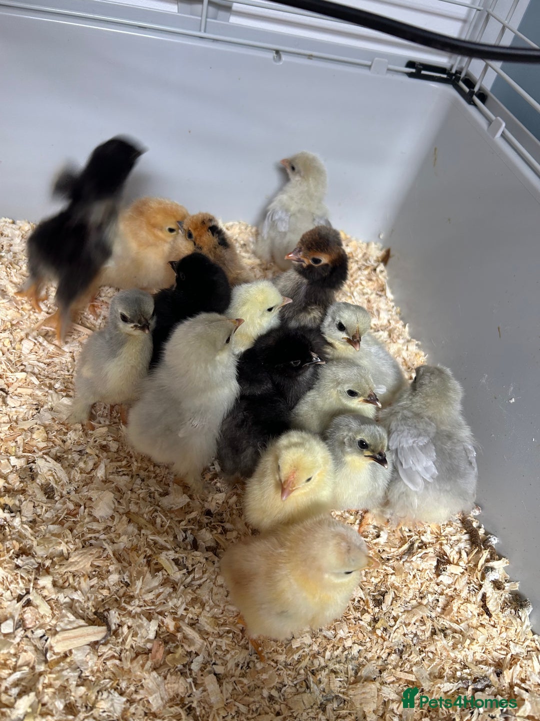 Chickens poultry for sale: Mixed unsexed Pekin chick day olds  - Image 3