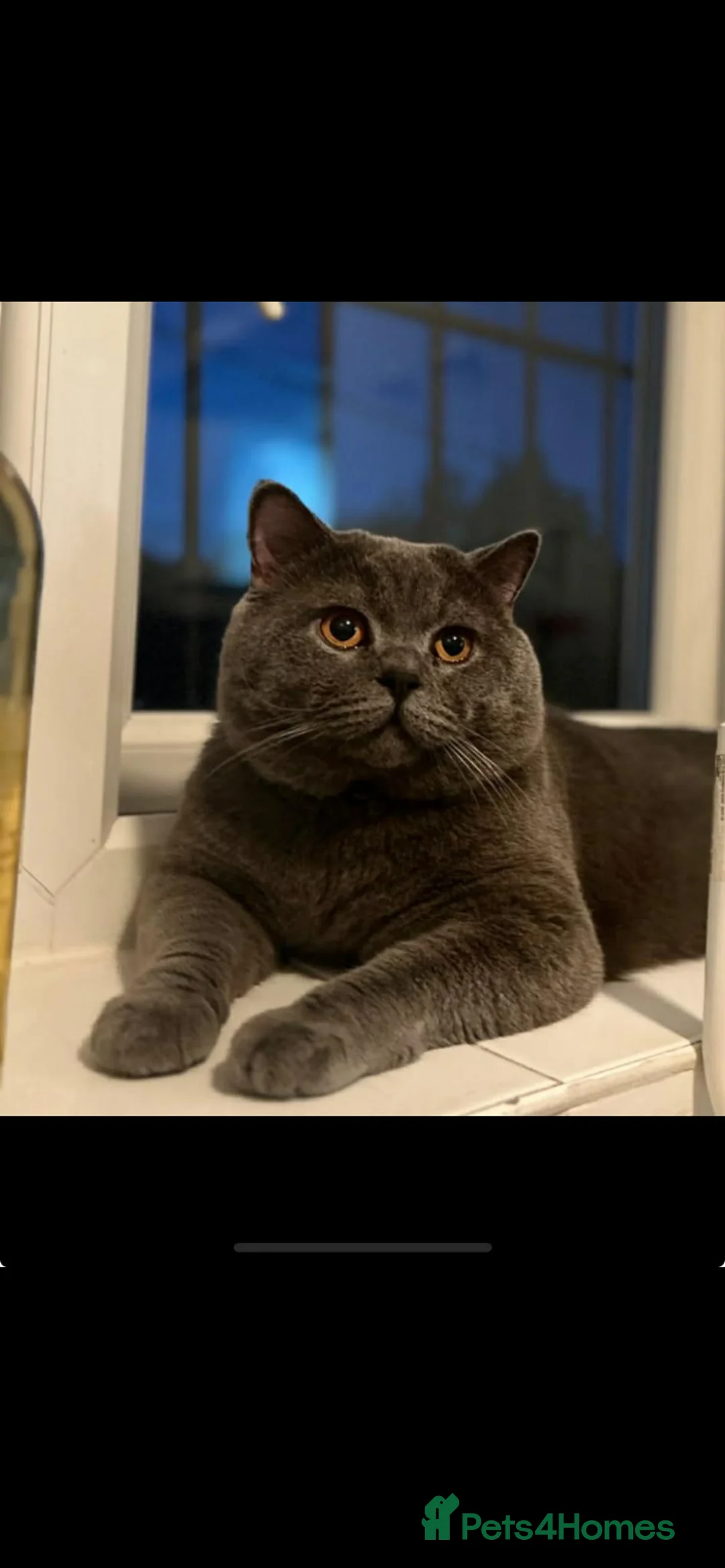 British Shorthair cats for sale: British Blue Male GCCF & TICA REGISTERED  - Advert 1