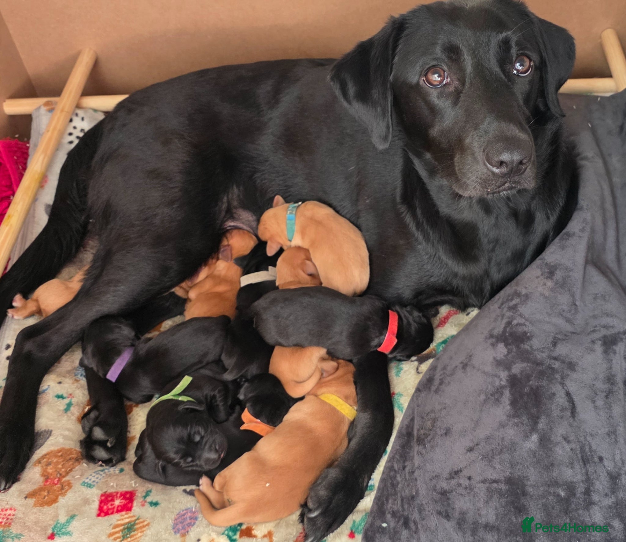 Labrador Retriever dogs Labrador puppies seeking loving homes. - Advert 16