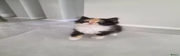 Persian cats for sale: Adorable Persian Cross Kittens Looking for home - Advert 4