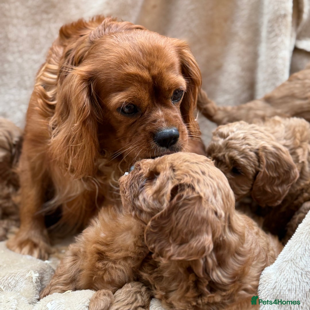 Cavapoo dogs for sale: Cavapoo *Ready 15th Nov* - Image 9