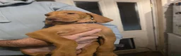 Hungarian Vizsla dogs for sale: ***Ready Now*** Hungarian Vizsla Puppies  - Advert 19