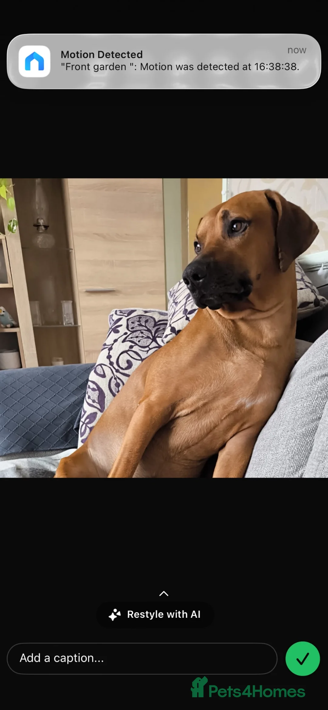 Mixed Breed dogs for sale: Border collie/ Rhodesian ridgeback - Advert 2