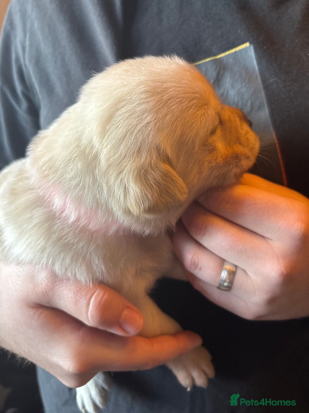 Goldador dogs for sale: Goldador puppies - Advert 7