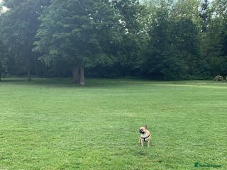 French Bulldog dogs Sperm donor - Advert 17