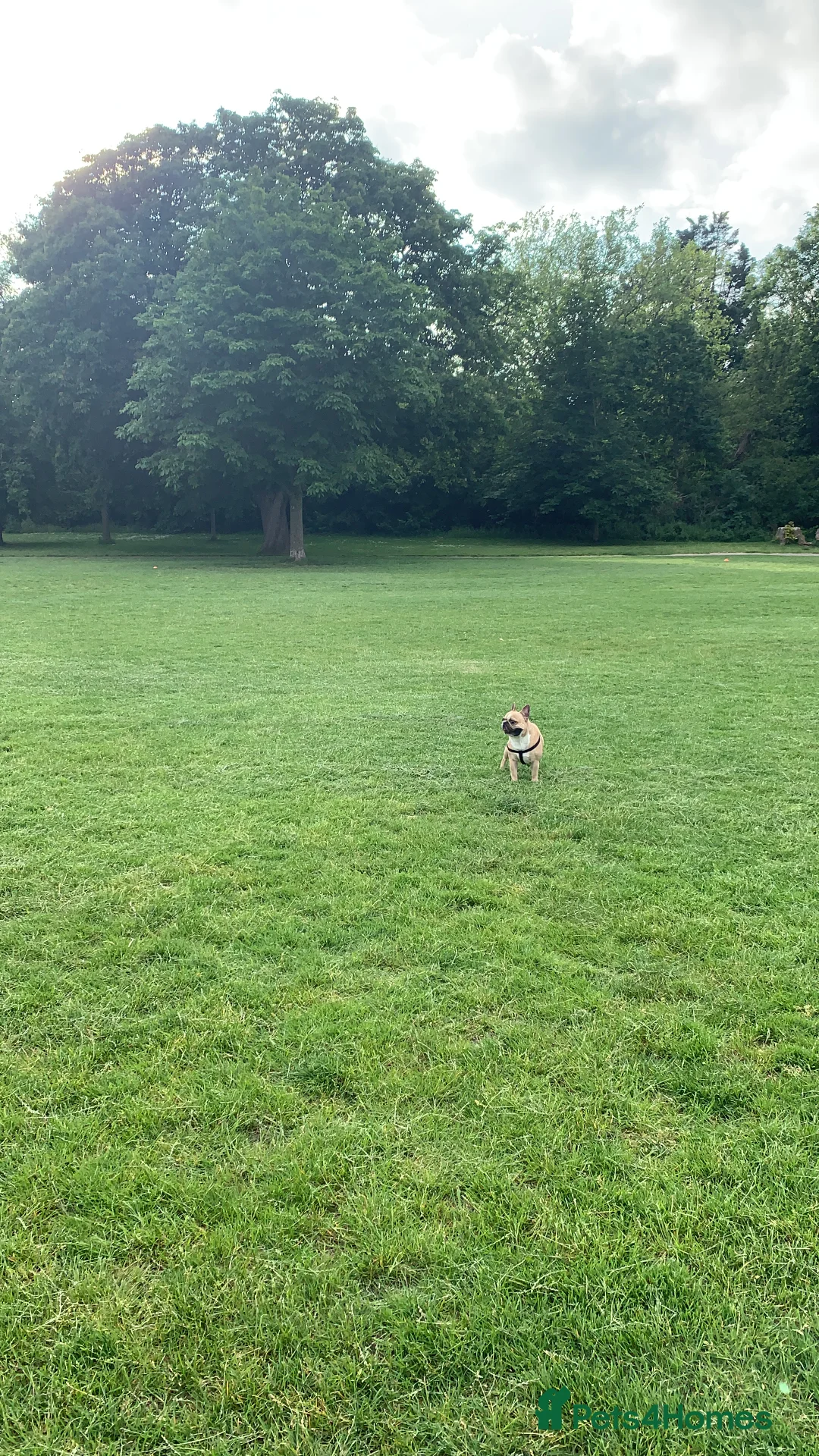 French Bulldog dogs for stud: Sperm donor - Advert 1