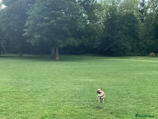 French Bulldog dogs Sperm donor - Advert 18