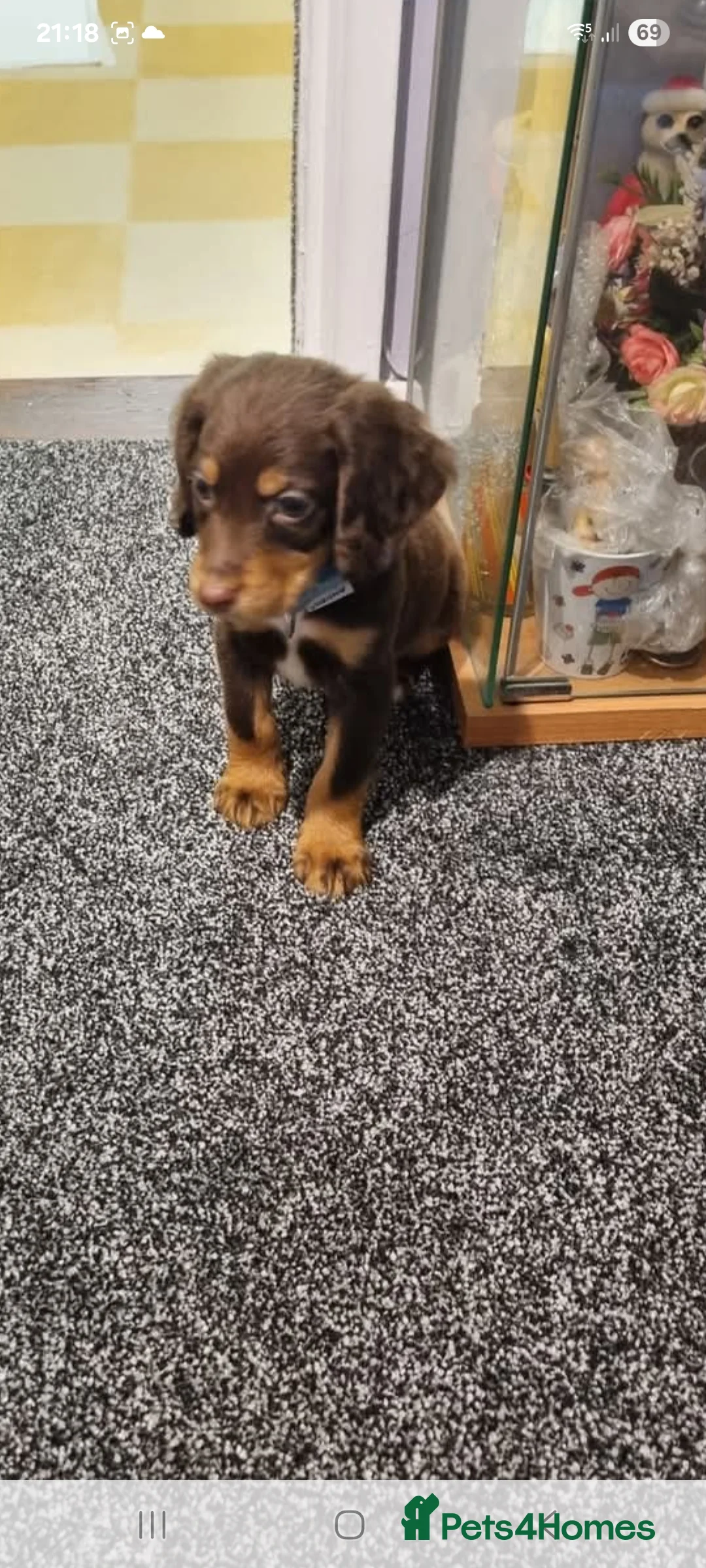 Cocker Spaniel dogs for sale: Springer spaniel - Advert 3