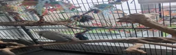 Budgerigars birds for sale: 2 budgies + full set up - Advert 5