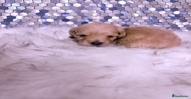 Maltipoo dogs - Advert 10