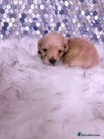 Maltipoo dogs - Advert 7