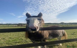 Irish Cob horses for sale: Blagdon cob - Image 5