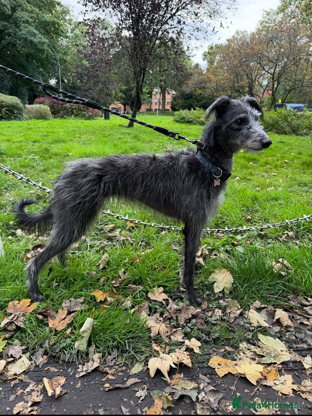 Lurcher dogs for sale: Bedlington Whippet/Lurcher  - Advert 9