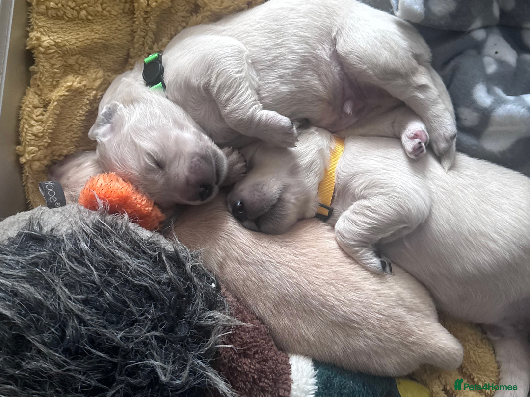 Golden Retriever dogs for sale: Golden Retriever Puppies! 💛🐶 - Image 7