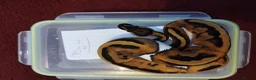 Python Snake reptiles for sale: Cb royal pythons  - Advert 6