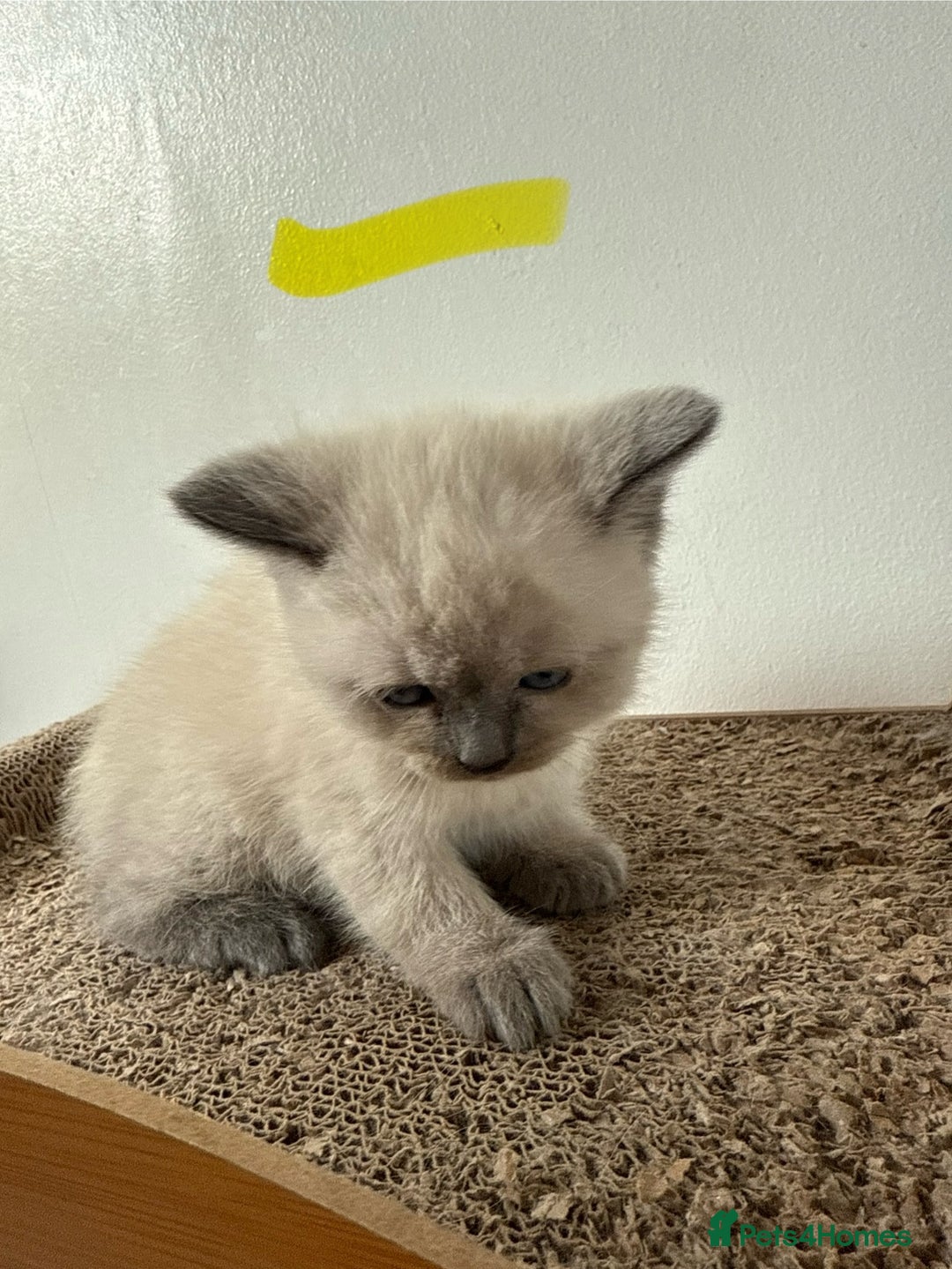 British Shorthair cats for sale: Bsh ragdoll kittens  - Advert 10