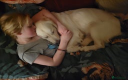 Golden Retriever dogs for sale: Beautiful Golden Retrievers from therapy line - Image 5