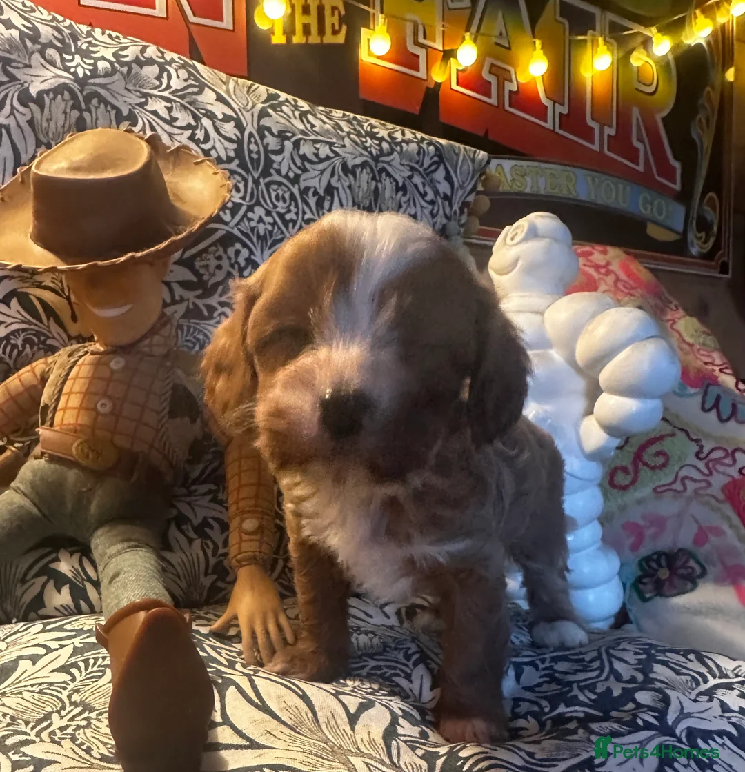 Cavapoo dogs for sale: Bright red not to curly f1 Cavapoo’s  - Advert 32