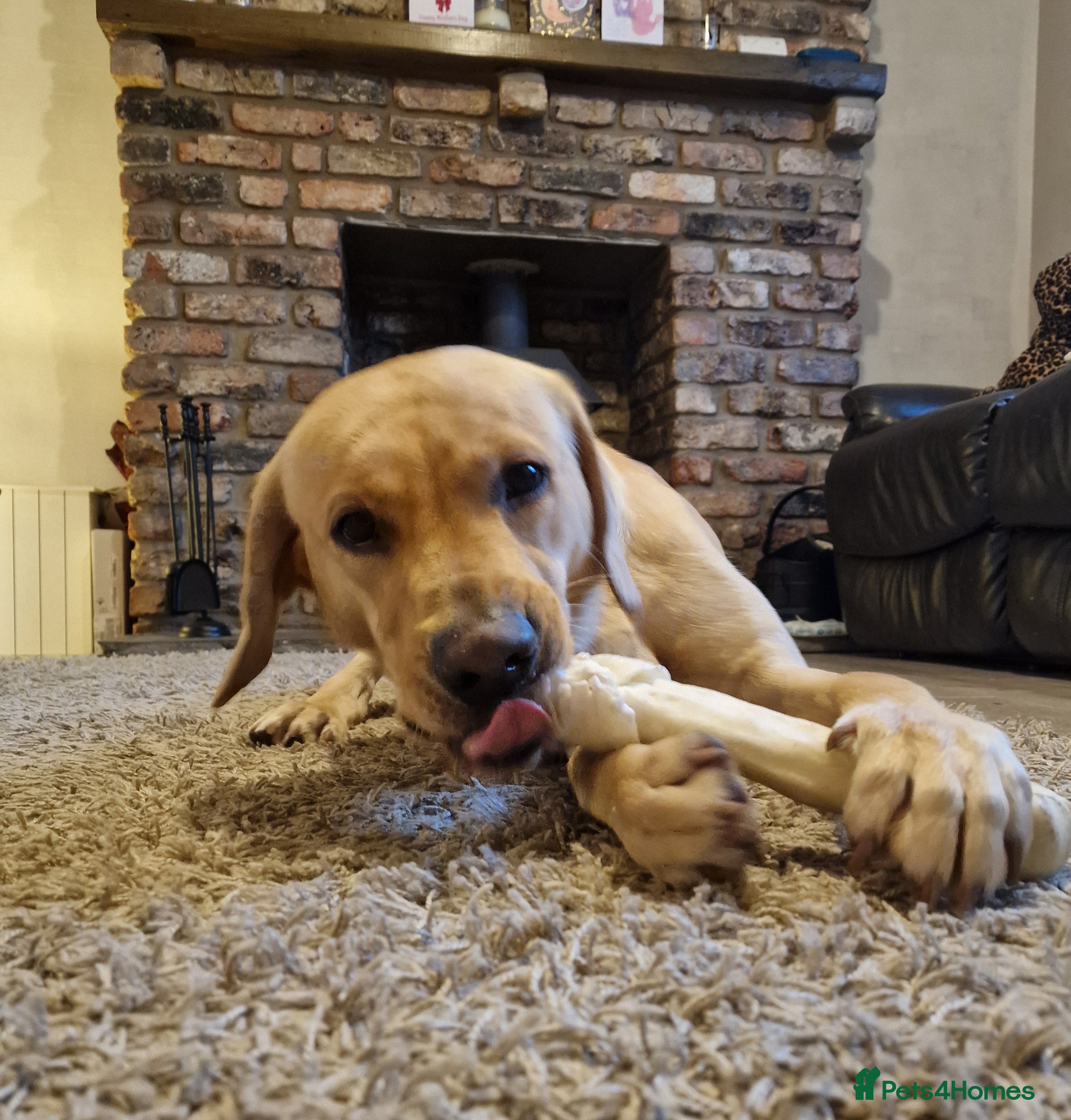Labrador Retriever dogs Rehoming Marley - Advert 3