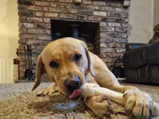 Labrador Retriever dogs Rehoming Marley - Advert 8