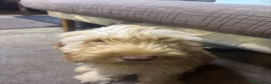 Cockapoo 1
